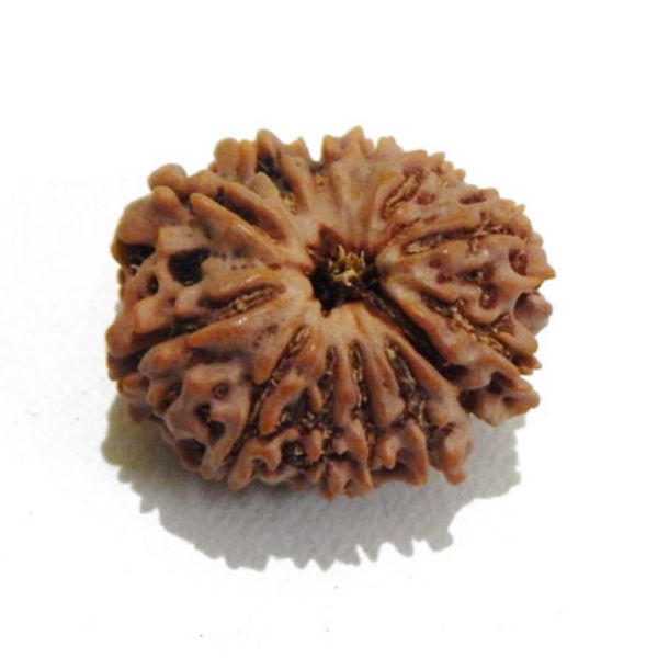 Picture of Thirteen Mukhi (Face) Rudraksha 