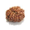 Picture of Thirteen Mukhi (Face) Rudraksha 