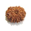 Picture of Thirteen Mukhi (Face) Rudraksha