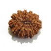 Picture of Thirteen Mukhi (Face) Rudraksha