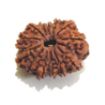 Picture of Thirteen Mukhi (Face) Rudraksha