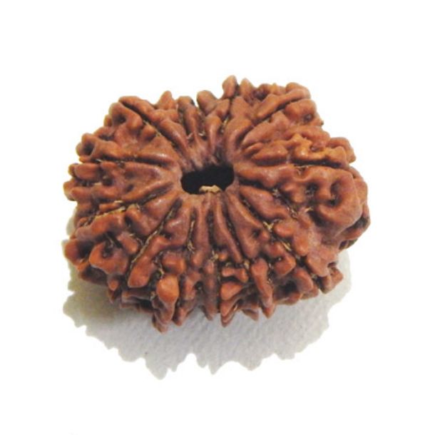 Picture of Thirteen Mukhi (Face) Rudraksha