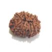 Picture of Thirteen Mukhi (Face) Rudraksha